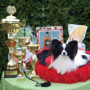 Special show of Papillons and Chihuahua, Urmince (SK)